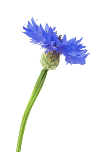 Beautiful Blue Cornflower Isolated White Background Selective Focus — Stock Photo, Image