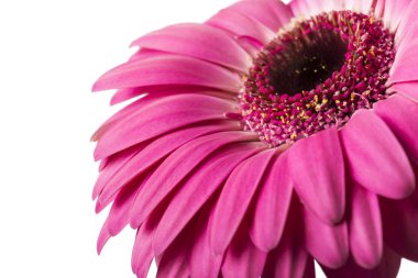Beyaz arkaplanda izole edilmiş pembe gerbera çiçeği