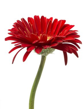 Canlı parlak kırmızı gerbera papatya çiçek çiçeklenme beyaz arka plan üzerinde ayrı tut