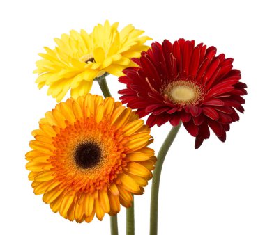 Beyaz arka plan üzerinde izole gerbera buketi çiçek