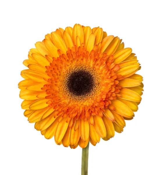 Gerbera Flor Laranja Amarelo Isolado Sobre Fundo Branco — Fotografia de Stock