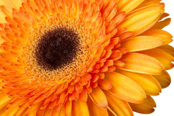 Gerbera Çiçek Turuncu Beyaz Arka Plan Üzerinde Izole Sarı — Stok fotoğraf