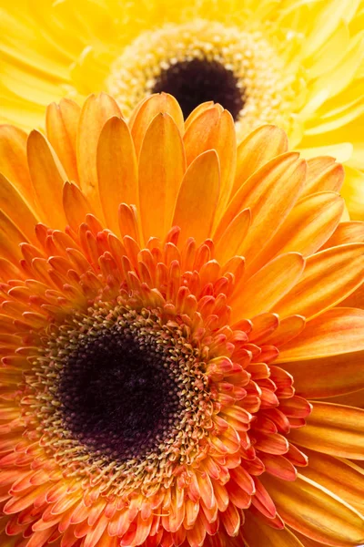 stock image Bouquet of flowers gerberas isolated on white background