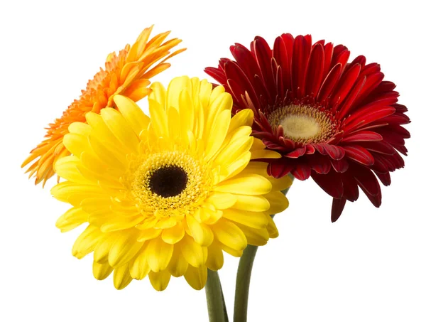 Buquê Flores Gerberas Isolado Fundo Branco — Fotografia de Stock