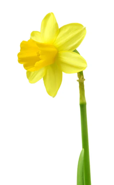 Spring Floral Border Beautiful Fresh Daffodils Flowers Isolated White Background — Stock Photo, Image