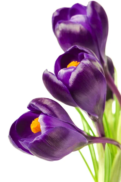 Beautiful Crocus White Background Fresh Spring Flowers Selective Focus — Stock Photo, Image