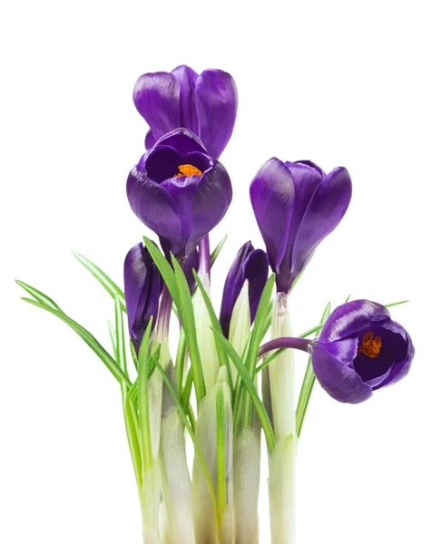 Beautiful Crocus White Background Fresh Spring Flowers Selective Focus Stock Image