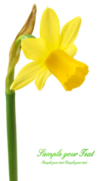 Lente Bloemenborder Mooie Verse Narcissen Bloemen Geïsoleerd Witte Achtergrond Selectieve — Stockfoto