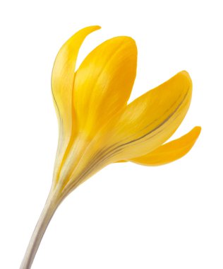 Beyaz bir arka planda - taze bahar çiçekleri güzel sarı Çiğdem. (seçici odak)