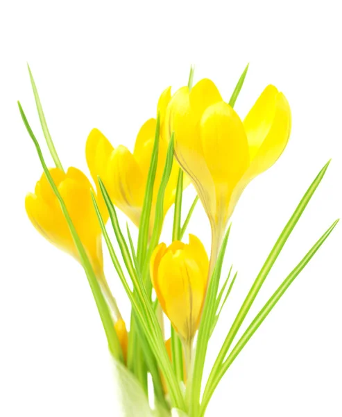 Gyönyörű Sárga Crocus Egy Fehér Háttér Friss Tavaszi Virágok Szelektív — Stock Fotó