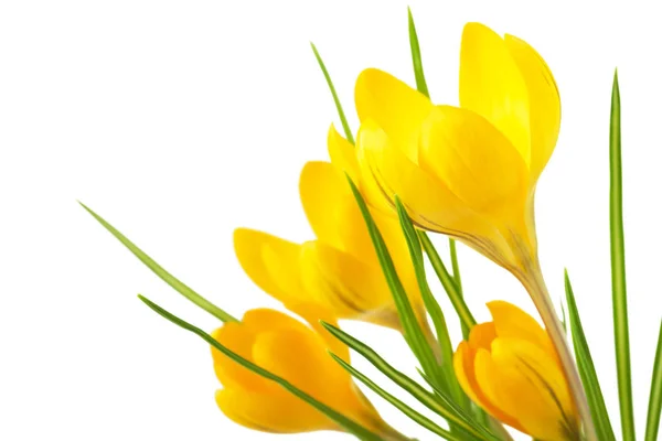 Beautiful Yellow Crocus White Background Fresh Spring Flowers Selective Focus — Stock Photo, Image