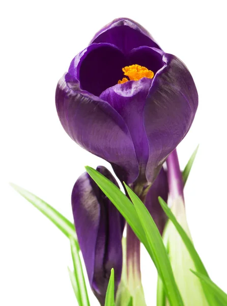 Vackra Krokus Vit Bakgrund Färska Vårblommor Selektiv Fokus — Stockfoto