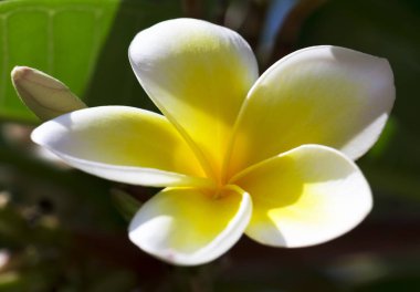Beyaz Plumeria veya Frangipani çiçek saflığı. Tropik ağaç çiçeği. (seçici odak)