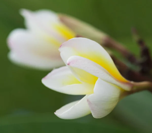 Чистота Белых Цветов Plumeria Frangipani Цветок Тропического Дерева Селективная Фокусировка — стоковое фото
