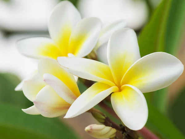 Pureza Das Flores Brancas Plumeria Frangipani Flor Árvore Tropical Foco — Fotografia de Stock