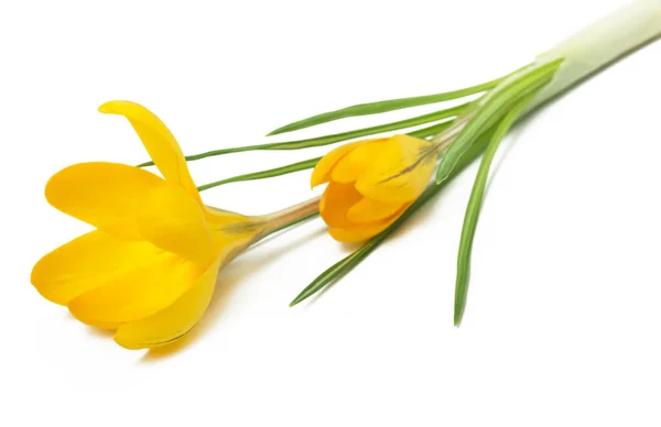 Beautiful Yellow Crocus White Background Fresh Spring Flowers Selective Focus — Stock Photo, Image