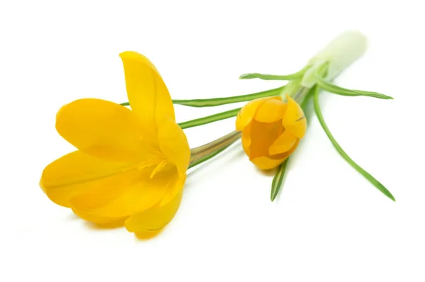 Mooie Gele Krokus Een Witte Achtergrond Verse Lentebloemen Selectieve Aandacht — Stockfoto