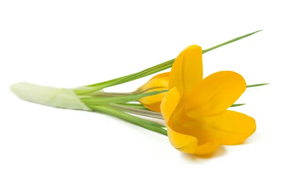 Beautiful Yellow Crocus White Background Fresh Spring Flowers Selective Focus — Stock Photo, Image