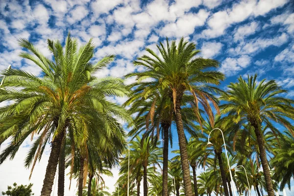 Palmen Blauen Himmel Tropischen Sommer — Stockfoto