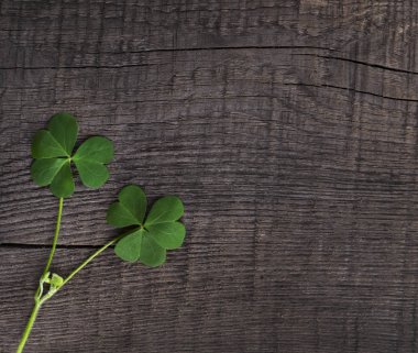 ahşap arka planda bir St Patrick günün yeşil yonca sembolü
