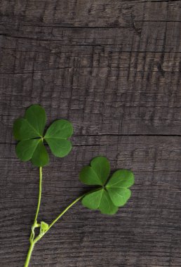 ahşap arka planda bir St Patrick günün yeşil yonca sembolü