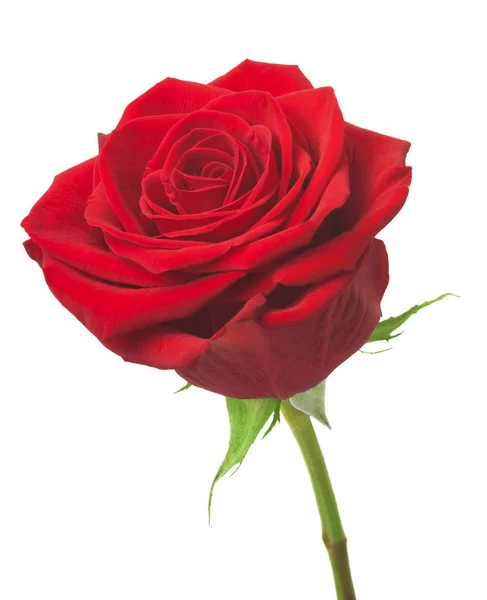 Single Red Rose Isolated White Background — Stock Photo, Image