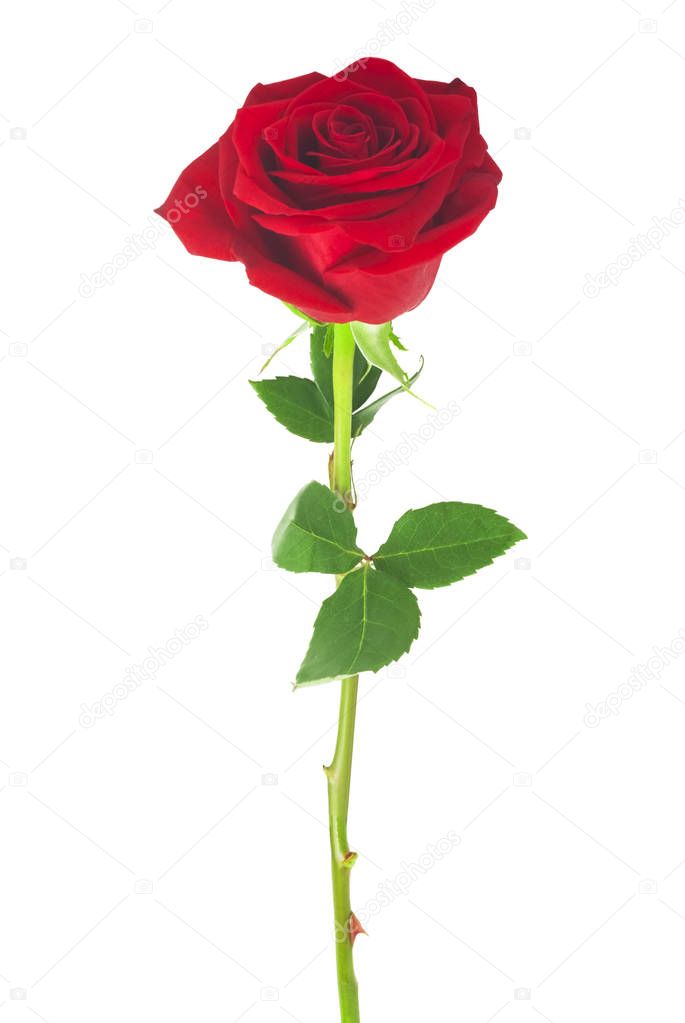  single red rose, isolated on white background