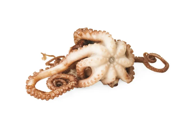 Kleine Octopus Witte Achtergrond — Stockfoto