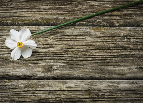 Bukett Färska Vårblommor Påskliljor Trä Bakgrund Banner Uppifrån Och — Stockfoto