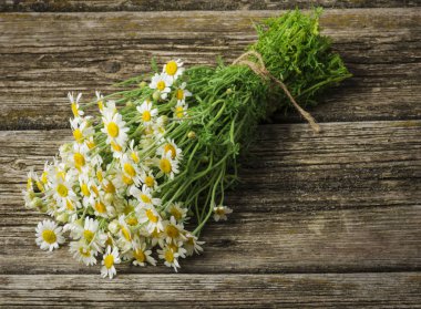 Papatya papatya çiçeği ahşap arka plan üzerinde. 