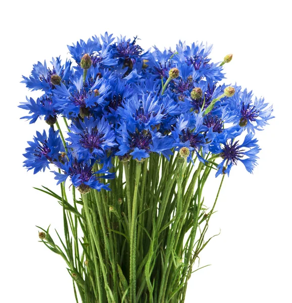 Buquê Flores Milho Azul Isolado Fundo Branco Foco Seletivo — Fotografia de Stock