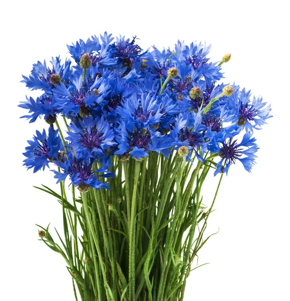 Boeket Van Blauwe Korenbloemen Geïsoleerd Een Witte Achtergrond Selectieve Aandacht — Stockfoto