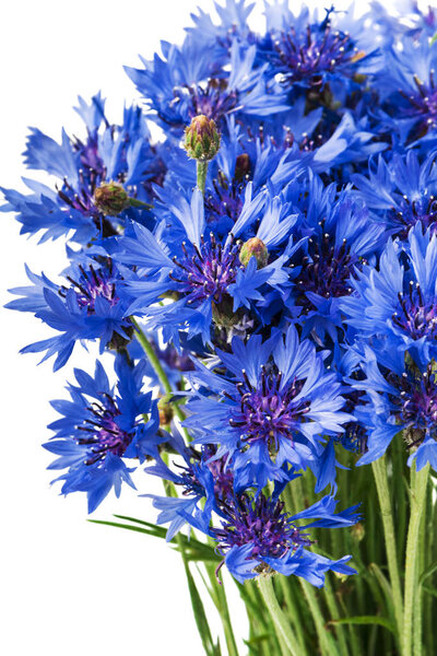 Bouquet of blue cornflowers isolated on white background. Selective focus