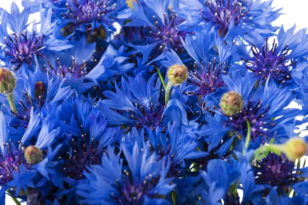 Букет Синіх Квітів Ізольований Білому Тлі Вибірковий Фокус — стокове фото