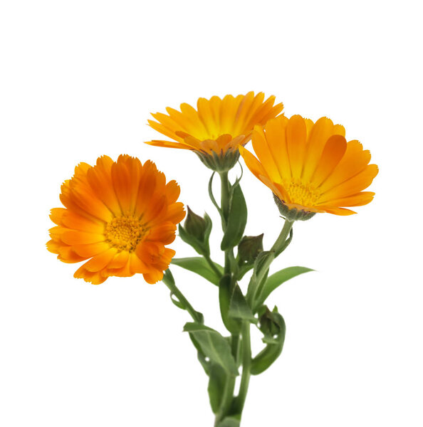 Цветы с листьями Calendula (Calendula officinalis, garden marigold, English marigold). Лекарственная трава. Селективный фокус

