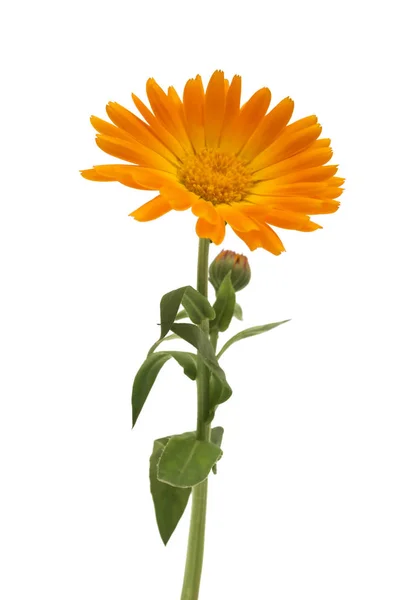 テキストのためのスペースと 白地に葉キンセンカ カレンデュラ オフィシナリス ポットマリーゴールド 庭のマリーゴールド 英語マリーゴールド の花 薬効があるハーブ 選択と集中 ストック写真 C Ulkan