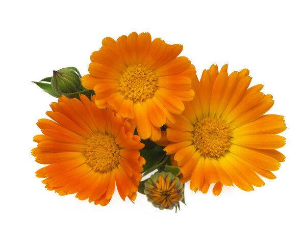 Цветы с листьями Calendula (Calendula officinalis, garden marigold, English marigold). Лекарственная трава. Селективный фокус
