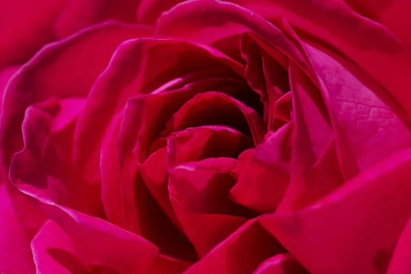 Primer Plano Una Rosa Roja Enfoque Selectivo —  Fotos de Stock