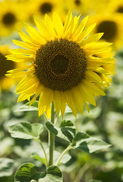 Sonnenblumen Blühen Natürlicher Hintergrund Ländliche Landschaft — Stockfoto