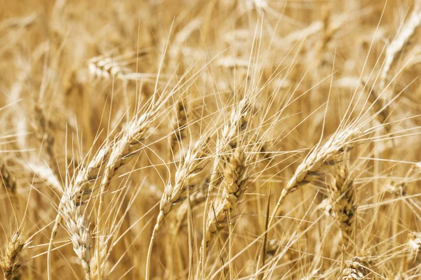 Buğday Tarlası Yakın Çekim Hasat Gıda Konsepti — Stok fotoğraf