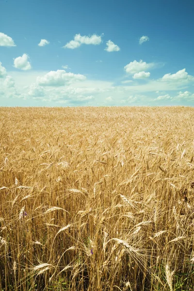 Weizenfeld Vor Blauem Himmel Ernte Und Ernährungskonzept — Stockfoto