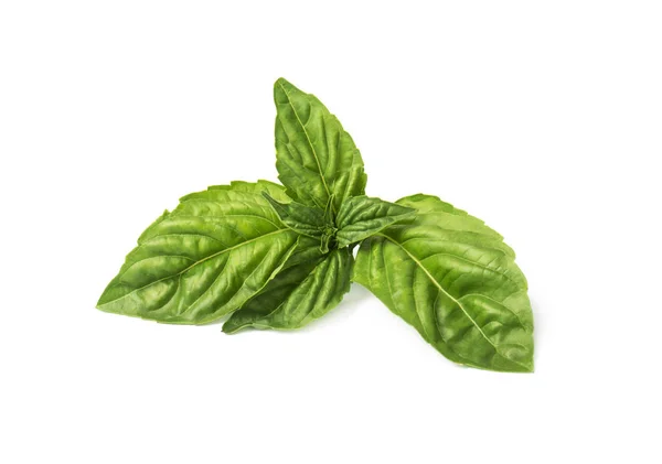 Fresh Basil Leaves White Background — Stock Photo, Image