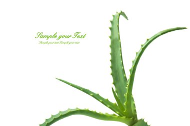 Aloe bitkisinin yeşil yaprakları beyaz bir arka plan üzerinde yakın
