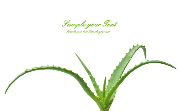 白い背景にクローズアップアロエ植物の緑の葉 — ストック写真