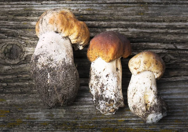 Freshly Picked Porcini Mushrooms Close — Stock Photo, Image