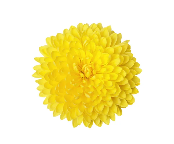 Flores Amarelas Crisântemo Isoladas Branco — Fotografia de Stock
