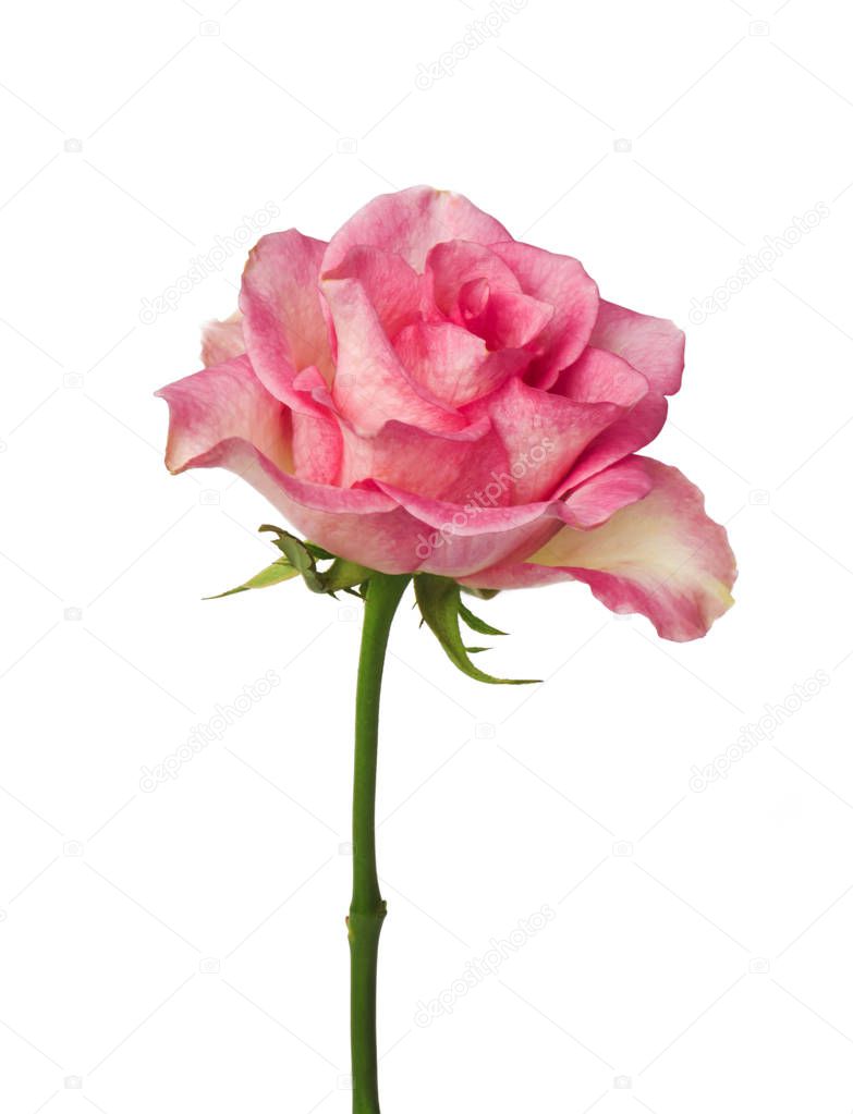  single pink rose, isolated on white background