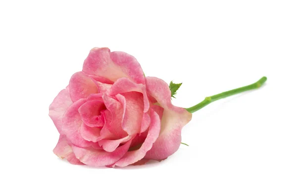 Single Pink Rose Isolated White Background — Stock Photo, Image