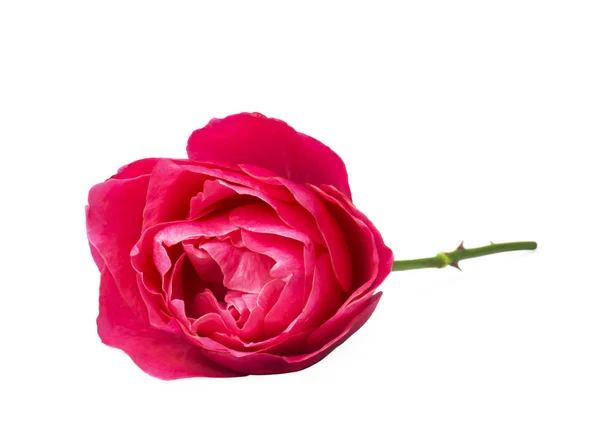 Single Pink Rose Isolated White Background — Stock Photo, Image