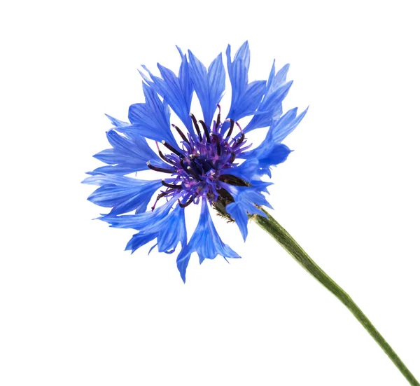白に孤立した青花 — ストック写真